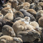 Rabbit Island Is Real In Japan That Has 700 Rabbits!!